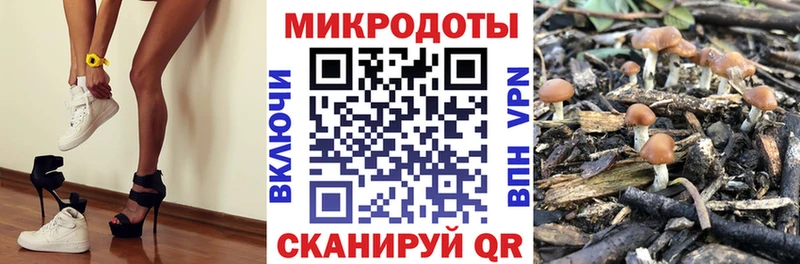 Галлюциногенные грибы Psilocybine cubensis Ессентуки